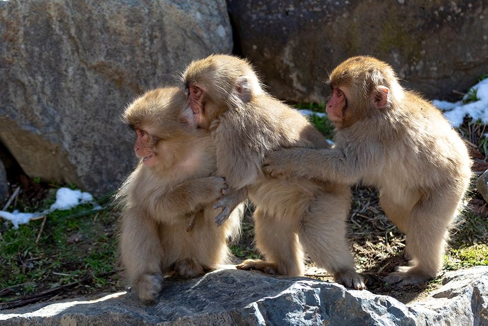 Japan-Nagano Three baby snow monkeys hold on to each other for comfort art print by Ellen Goff for $57.95 CAD